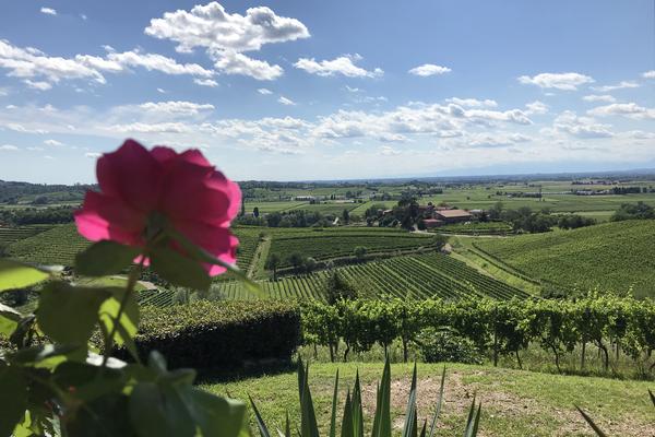 PEDALANDO IL COLLIO 19 LUGLIO 2025