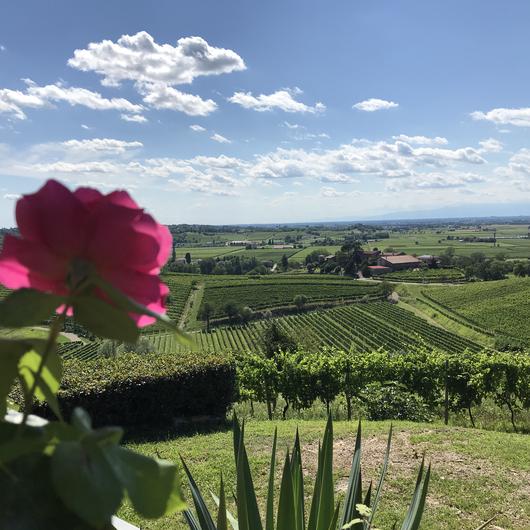 PEDALANDO IL COLLIO - 13 OTTOBRE 2024