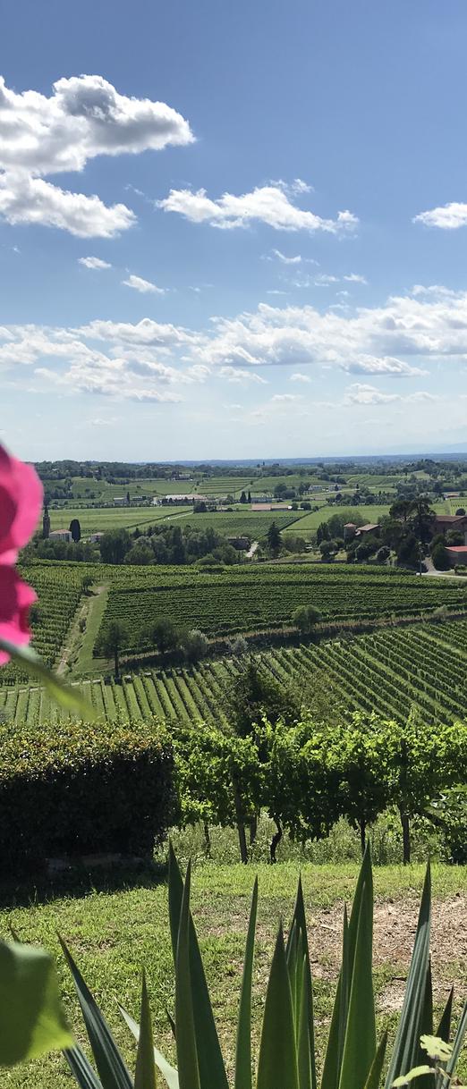 PEDALANDO IL COLLIO 19 LUGLIO 2025